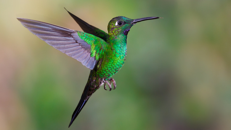 hummingbird in flight