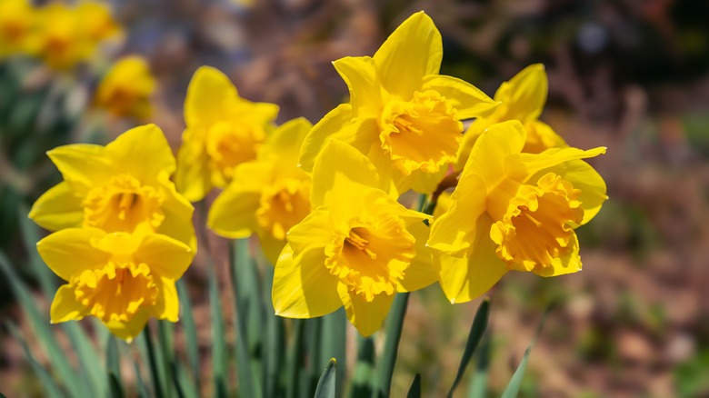 Yellow daffodils