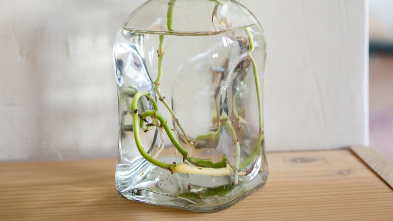 roots growing in water