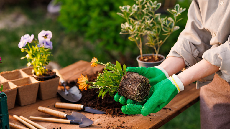A woman planting flowers in pots.