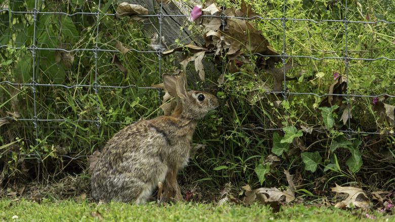 Rabbit looking through a garden fence