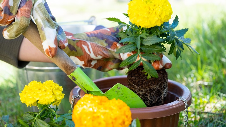 transplanting yellow and orange marigolds