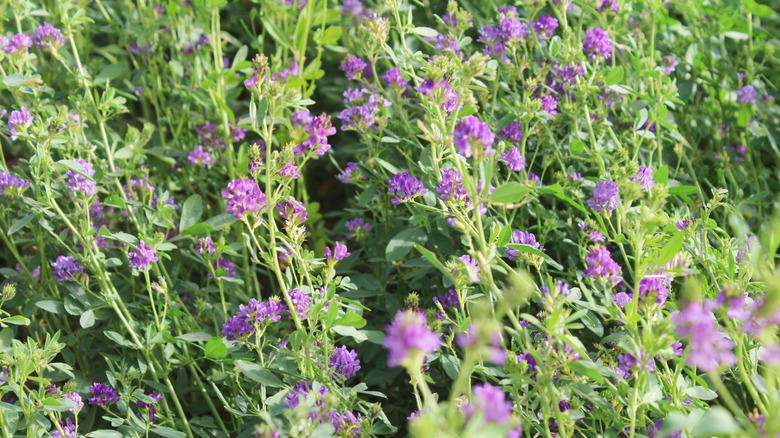 A section of a field covered with purple-flowering alfalfa plants