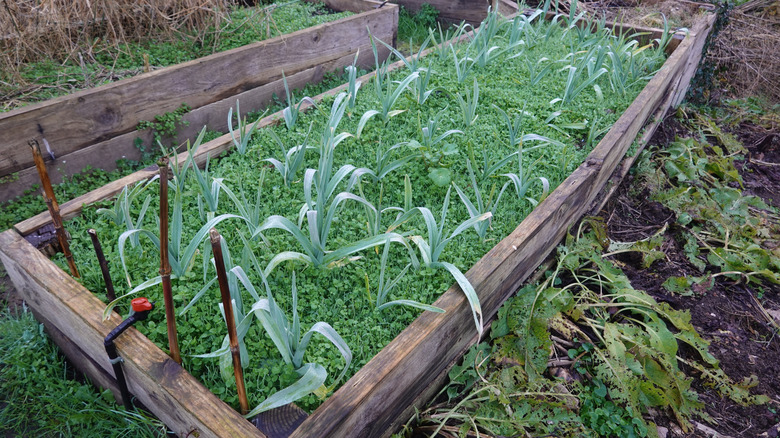 A large raised garden bed with leeks growing alongside a green manure cover crop to suppress weeds and enrich the soil