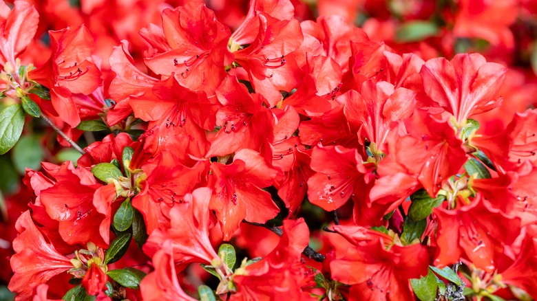 Closeup of the pretty flowers of Rhododendron nakaharai