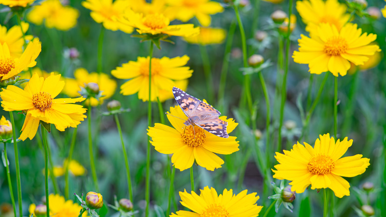 A painted lady butterfly perches on one of several yellow lanceleaf coreopsis flowers in a garden bed.