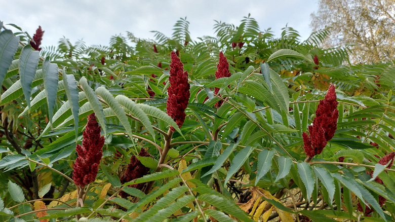 Staghorn sumac bushes