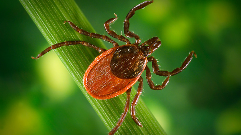 Black-legged tick on blade of grass