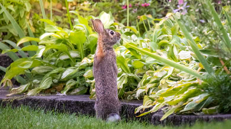 Rabbit in garden