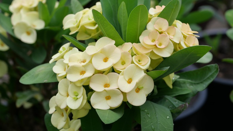 Christ plant with yellow flowers