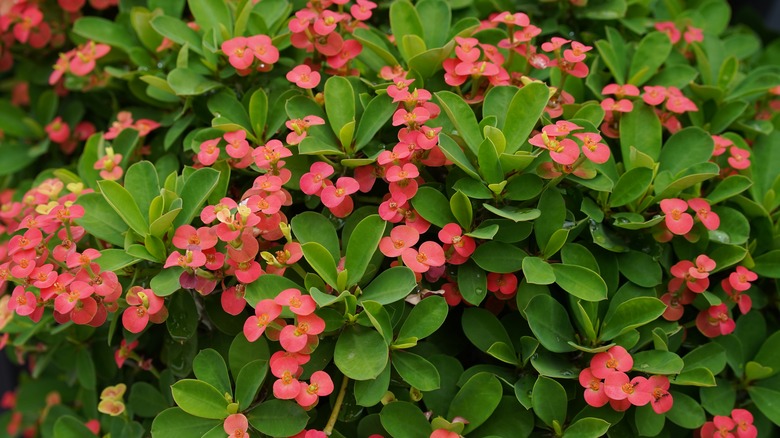 Christ plant with red flowers