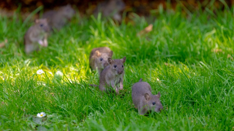 rats running in grass