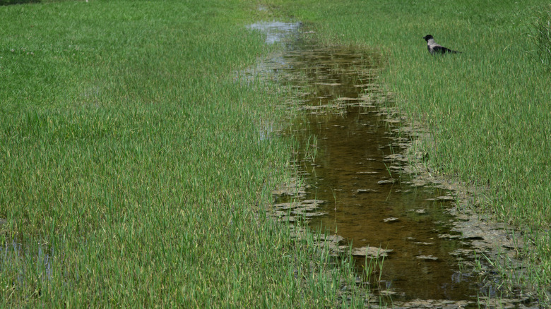 a swampy grass yard