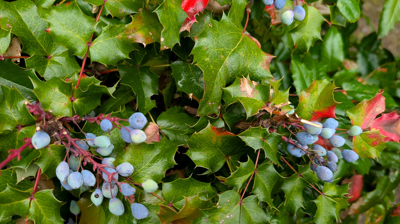 Closeup of leatherleaf mahonia showing the spiky, holly-shaped leaves and the blue berries