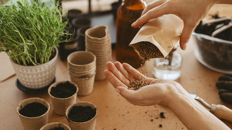 a woman planting seeds in pots indoor