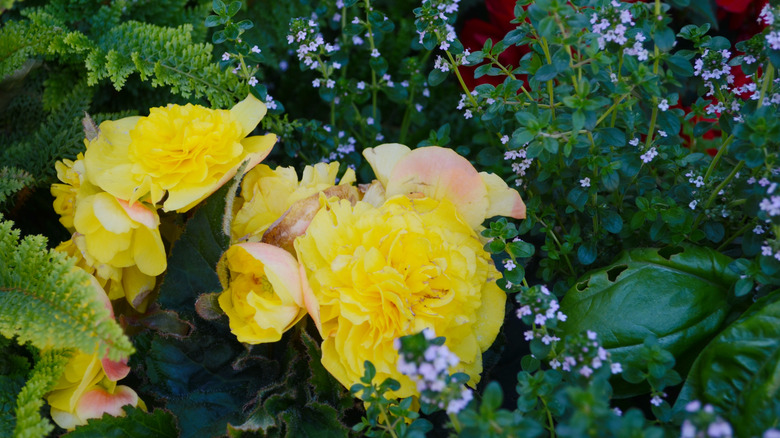 tuberous begonias in a flowering pot