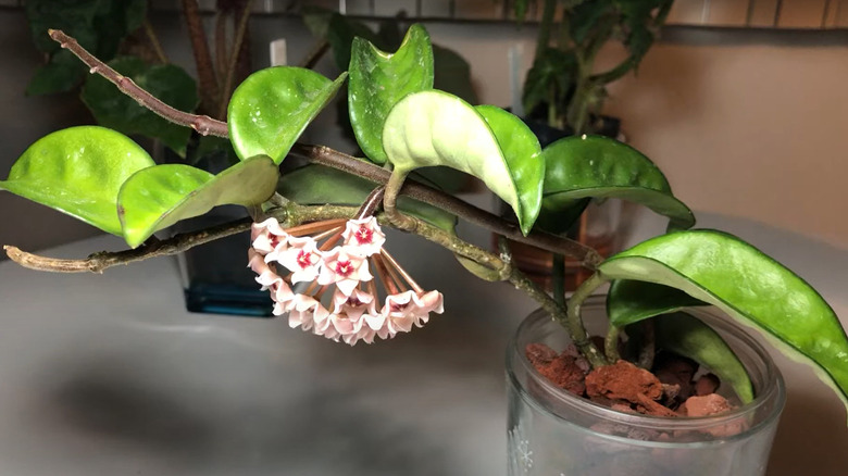 A hoya 'Krinkle 8' with blooms