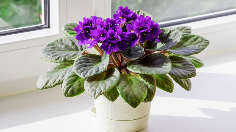 A blooming African violet in a pot on a window sill