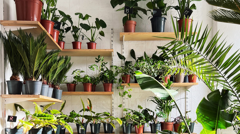 Shelves filled with a wide variety of indoor potted plants