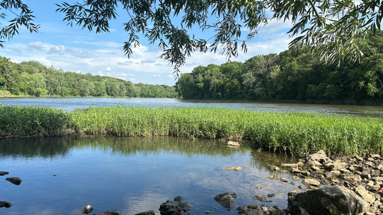 Thick vegetation along the banks of the Kankakee river, the natural habitat of the Kankakee mallow