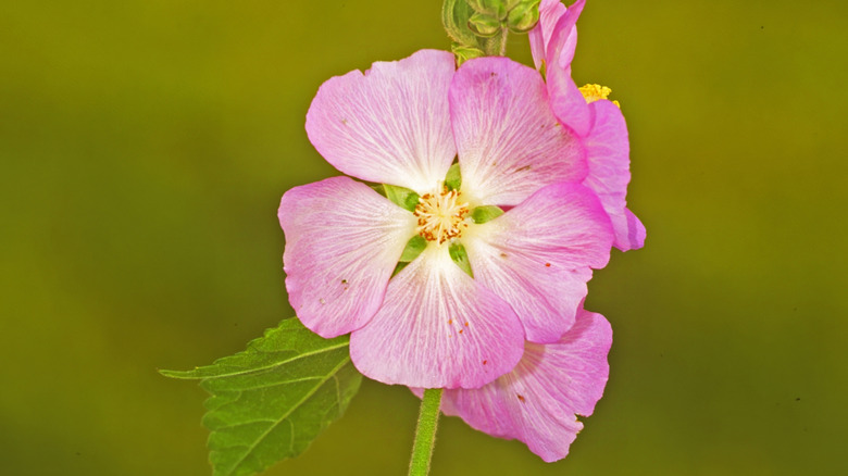 Up close shot of a Kankakee mallow flower