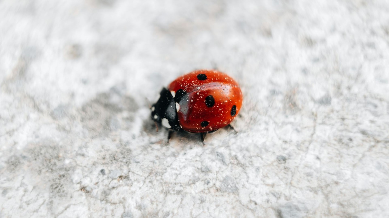 The Beautiful Indoor Flower That Keeps Ladybugs Out Of Your House