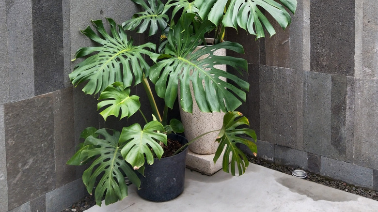 Two potted Swiss cheese plants growing in a luxe bathroom with a concrete floor and natural stone walls.