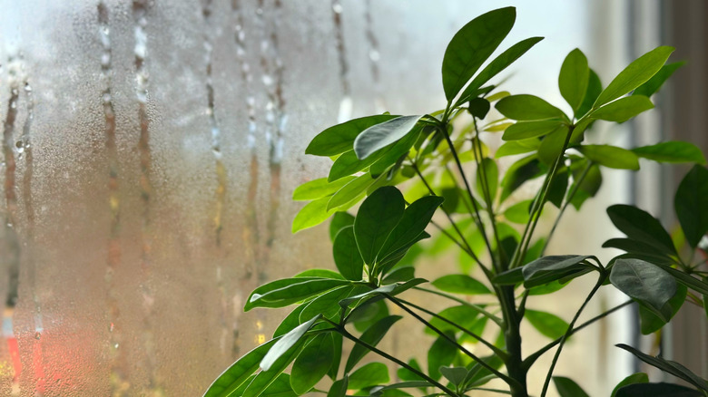 Green Schefflera houseplant in front of a steamy window with condensation droplets.