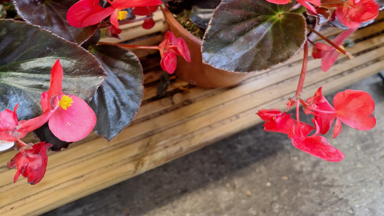 Wax begonia dazzles with vivid, long-blooming flowers.