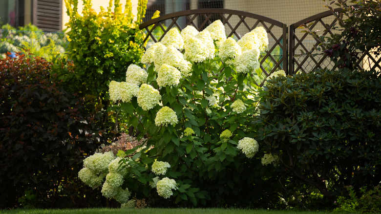 Limelight hydrangea bushes providing privacy along the patio