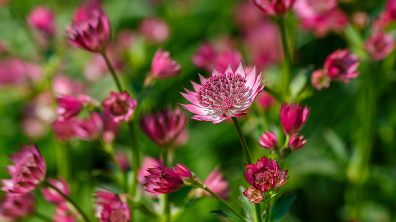 Pink astrantia flowers bloom in a group