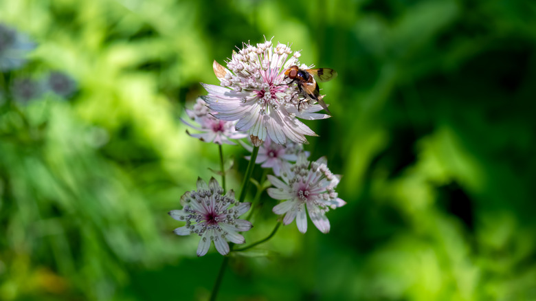 A bee feeds on a white astrantia flower