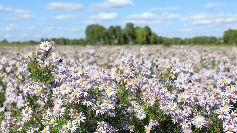 A field of boltonia flowers with trees far in the distance and a lightly cloudy sky