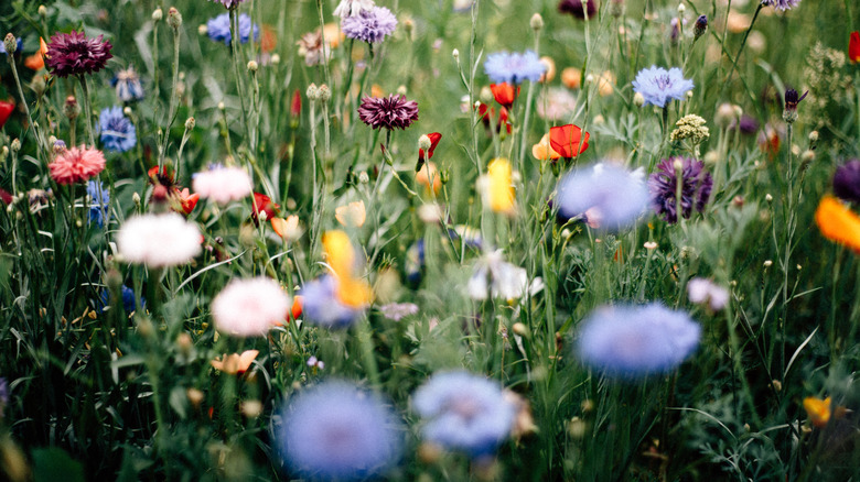 A field of flowers in the fall