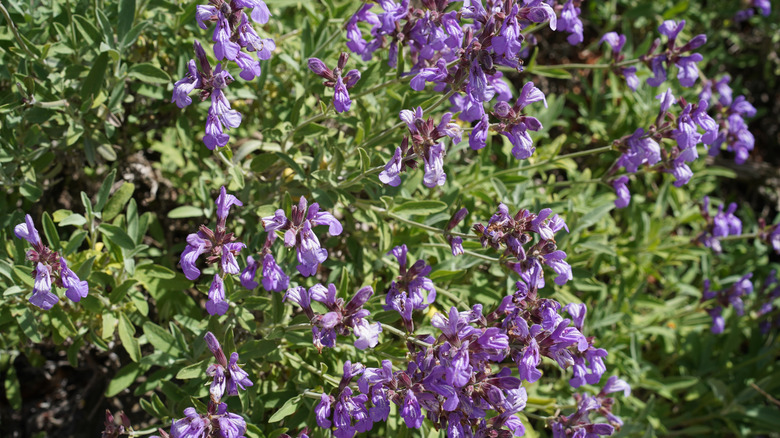 A thriving Spanish sage with lots of purple flowers growing in a garden.