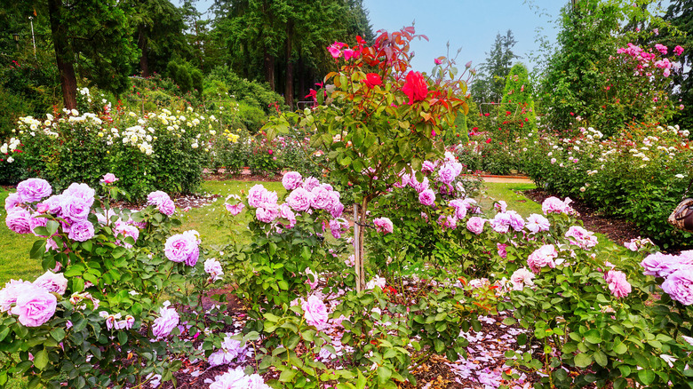 A garden filled with a whole variety of different roses