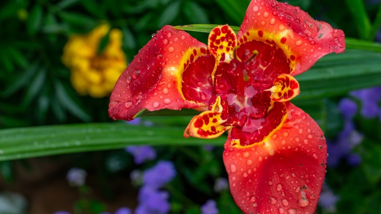Red-orange tiger flower in garden 