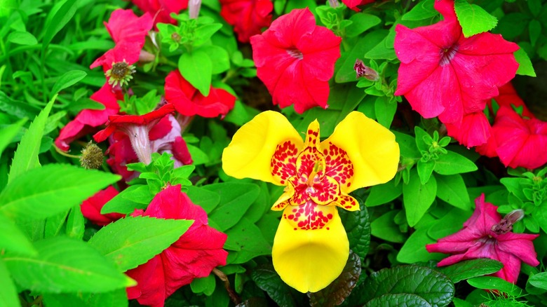 Vibrant yellow tigridia among petunias 