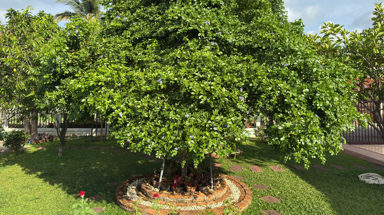 A lignum vitae tree growing in a yard.