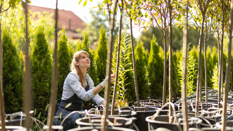 Woman working with trees in pots in a garden center.