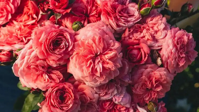 A cluster of pink flowers growing on The Most Beautiful rose plant.