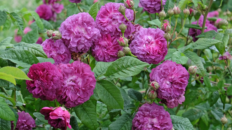 'Cardinal de Richelieu' rose shrub with multiple purple blooms.