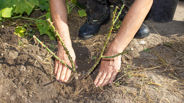A gardener plants a rose bush sapling in the garden.