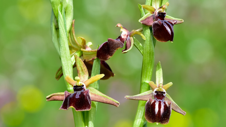 Several bee orchids with dark purple flowers