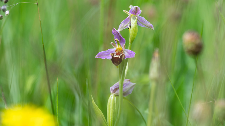 A bee orchid with purple petals