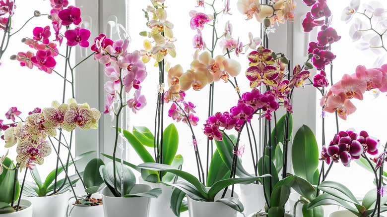 Assortment of orchids