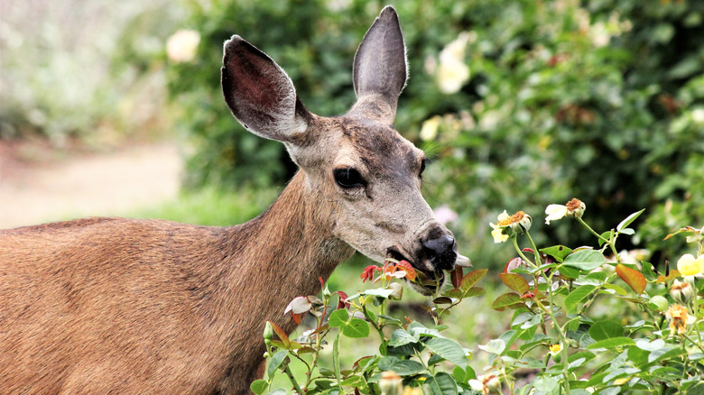 deer eating flowers on bush