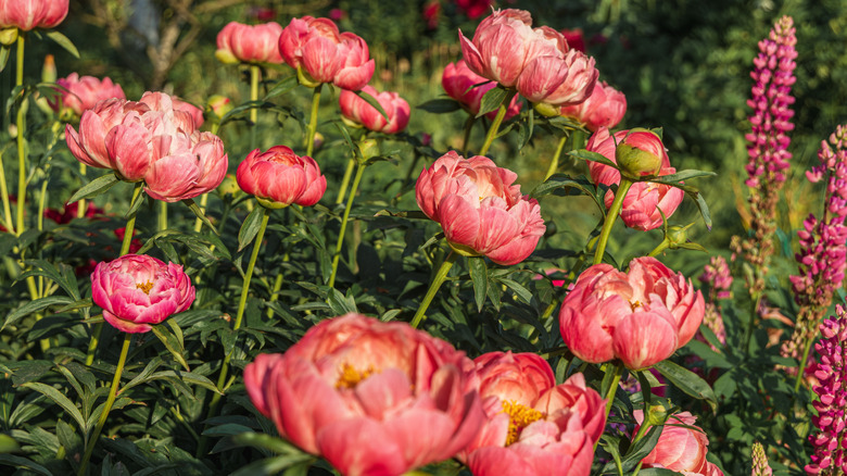 coral charm peony planted in flower garden