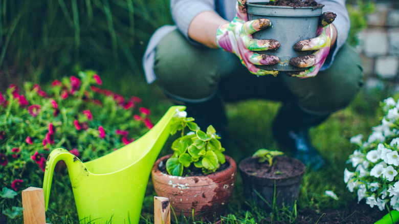 person getting ready to plant flower