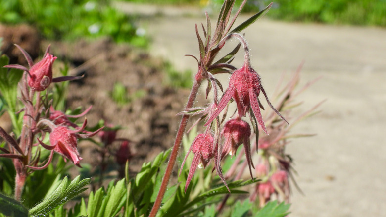 Prairie smoke plant grows in a garden.